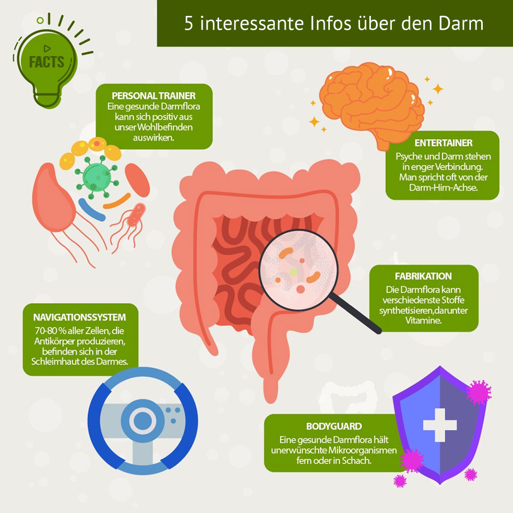 5 Fakten über den Darm