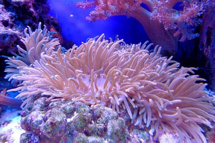 Sango Koralle