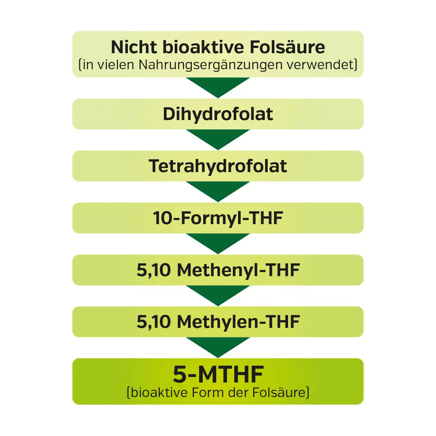 Folsäure bioaktiv (Vitamin B9) von Biotikon - Umwandlung Folat