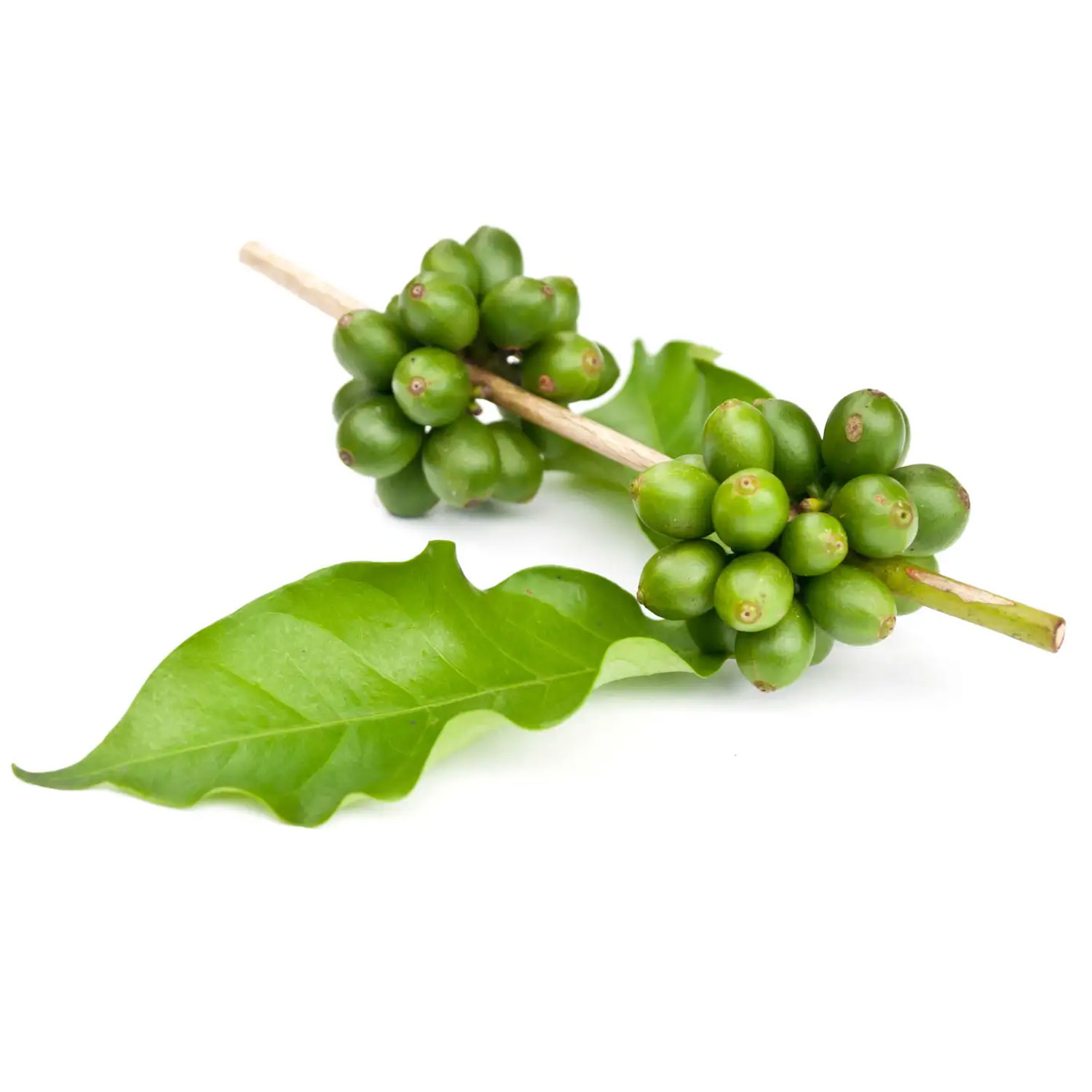 Grüner Kaffee 50 von Biotikon - Pflanze