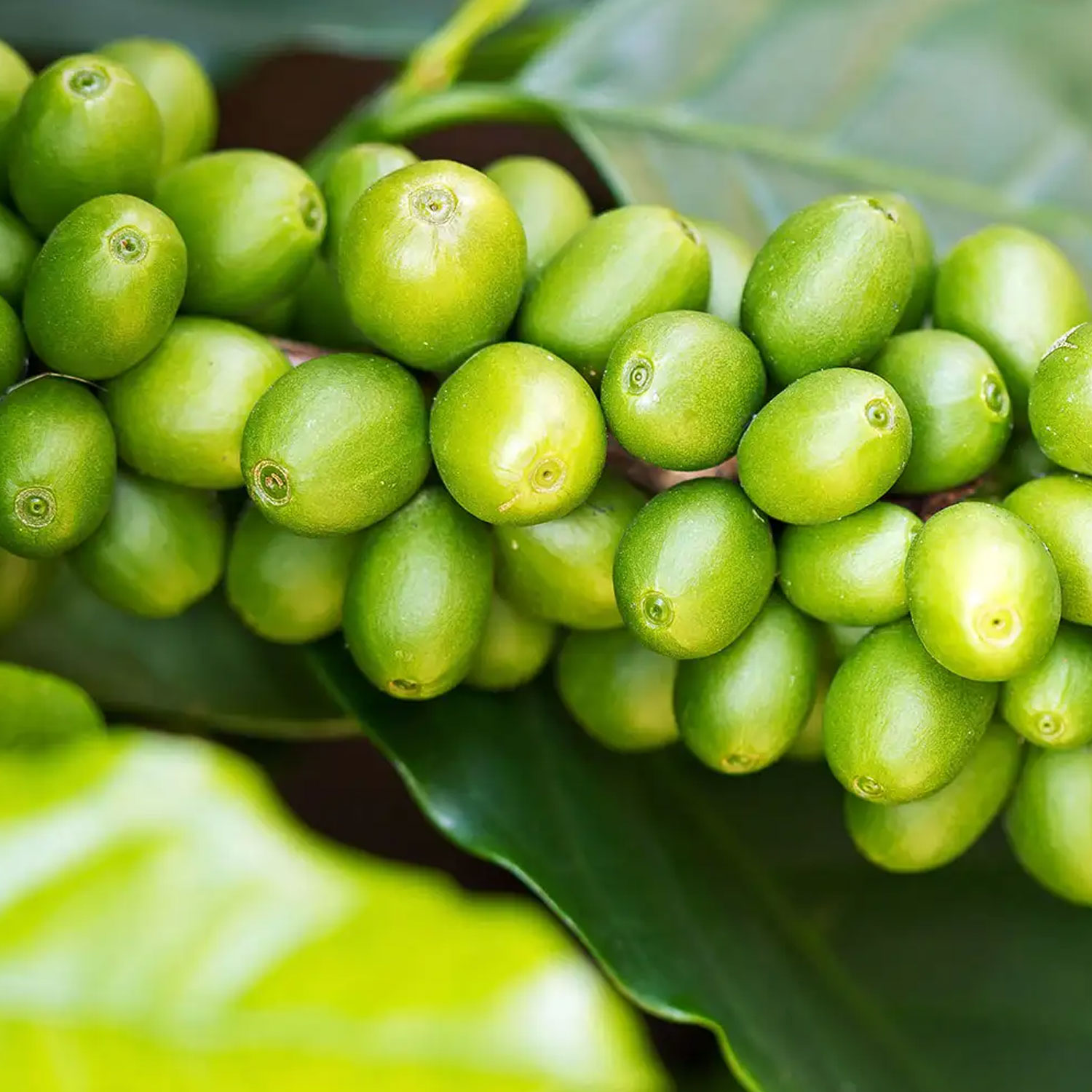 Grüner Kaffee 70 von Biotikon - Bohnen