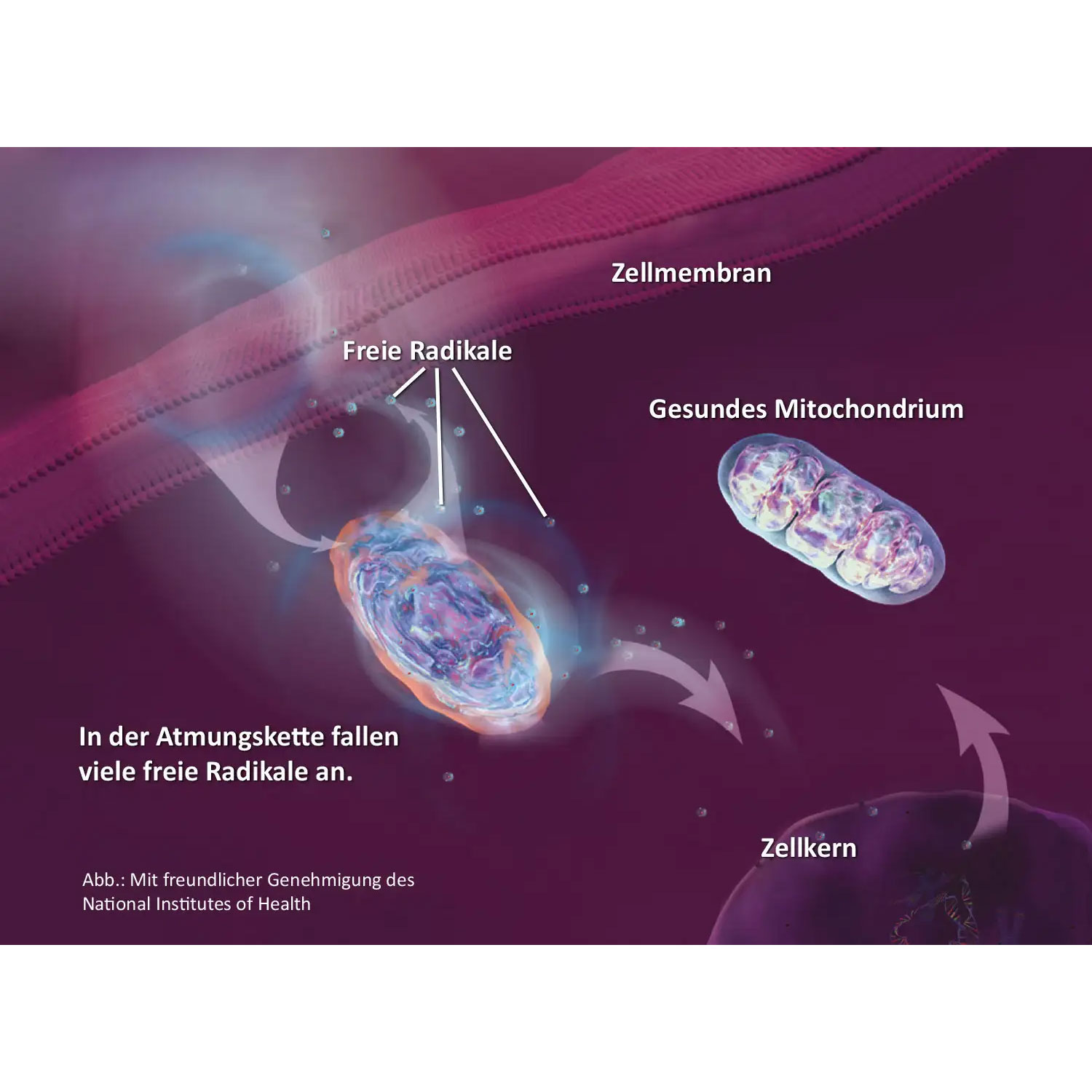 Mitochondrium forte PRO von Biotikon - Atmungskette