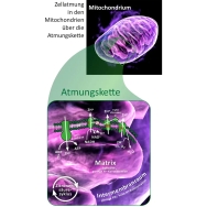 Mitochondrium forte PRO von Biotikon - Atmungskette 2