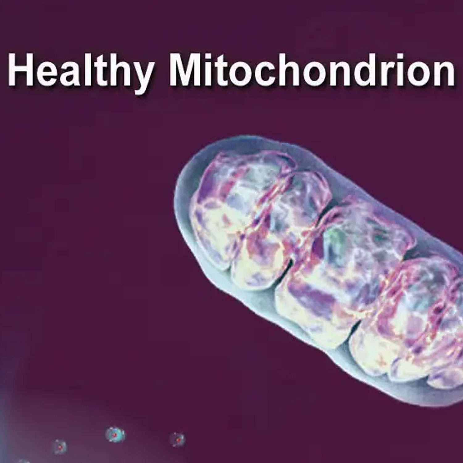 Q10 (Ubichinon) von Biotikon - Mitochondrien