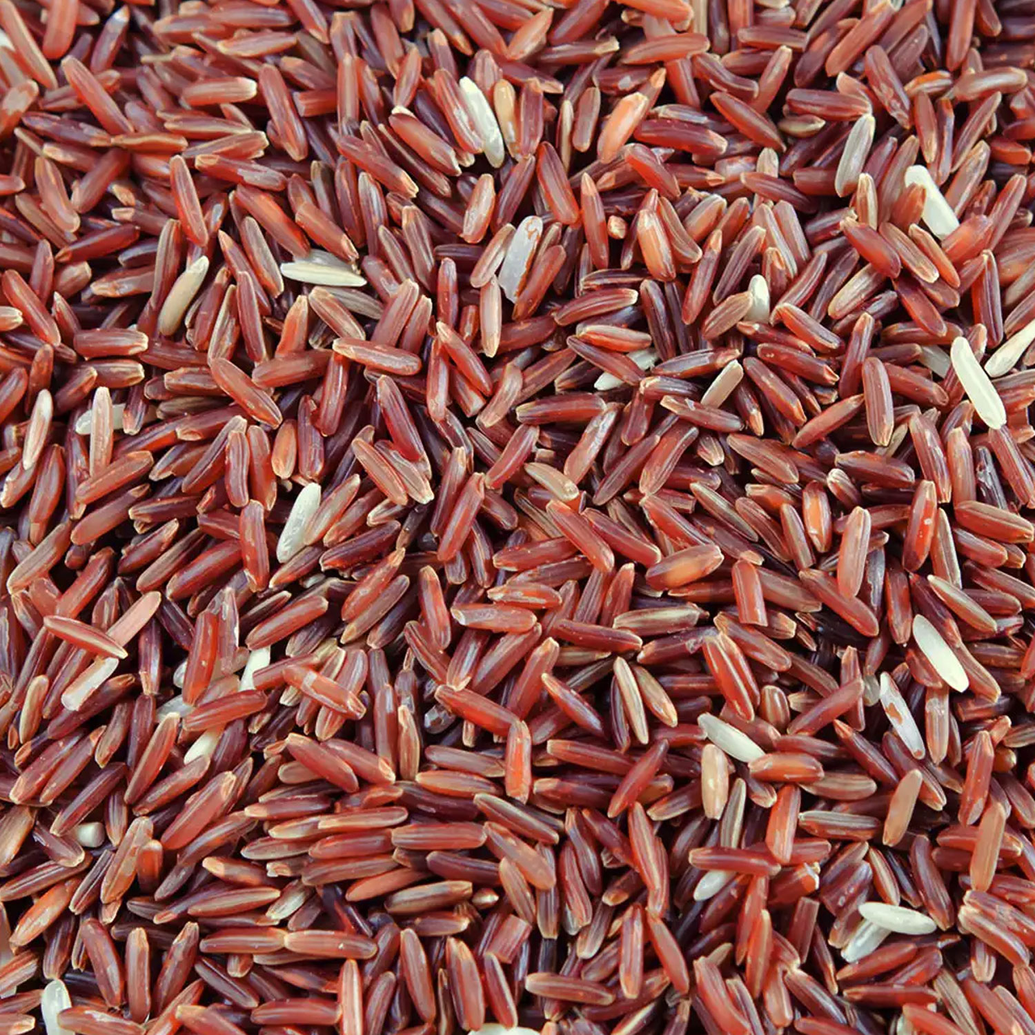 Red Yeast Rice + Q10 von Biotikon - Reiskörner