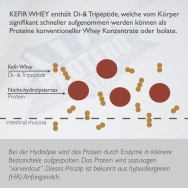 Protero fermentiertes Whey Isolat - Proteinvergleich